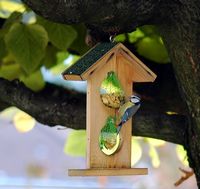 Mésange bleue. Jardin, Chamalières. Cliquer pour agrandir l'image.
