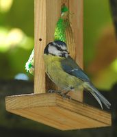 Mésange bleue. Jardin, Chamalières. Cliquer pour agrandir l'image.