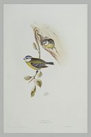 Mésange bleue. Gravure Gould. Cliquer pour agrandir l'image.