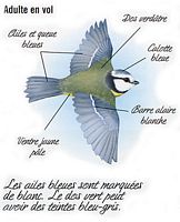 Mésange bleue. Dessin adulte en vol. Cliquer pour agrandir l'image.