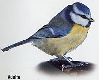 Mésange bleue. Dessin adulte. Cliquer pour agrandir l'image.
