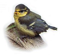Mésange bleue. Dessin juvénile. Cliquer pour agrandir l'image.