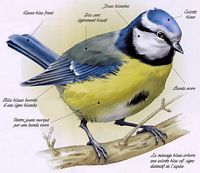Mésange bleue. Dessin. Cliquer pour agrandir l'image.