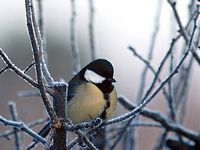 Mésange charbonnière. Cliquer pour agrandir l'image.