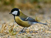 Mésange charbonnière. Cliquer pour agrandir l'image.