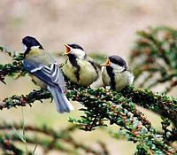 Mésange charbonnière. Cliquer pour agrandir l'image.
