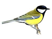 Mésange charbonnière. Dessin. Cliquer pour agrandir l'image.