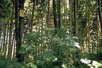 Mésange charbonnière. Habitat de la mésange charbonnière. Cliquer pour agrandir l'image.