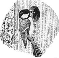 Mésange charbonnière. Nichoir. Cliquer pour agrandir l'image.