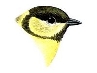 Mésange charbonnière. Jeune dessin. Cliquer pour agrandir l'image.