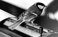Mésange charbonnière. Sur machine a écrire. Cliquer pour agrandir l'image.