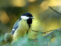 Mésange charbonnière. Cliquer pour agrandir l'image.