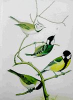 Mésange charbonnière. Dessin. Cliquer pour agrandir l'image.