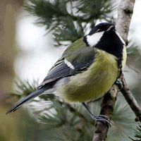 Mésange charbonnière. Cliquer pour agrandir l'image.