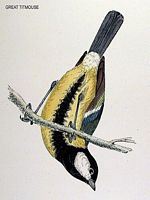 Mésange charbonnière. Dessin. Cliquer pour agrandir l'image.