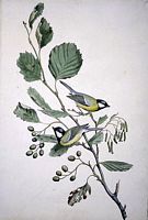 Mésange charbonnière. Aquarelle. Cliquer pour agrandir l'image.