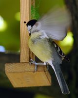Mésange charbonnière. Jardin, Chamalières. Cliquer pour agrandir l'image.