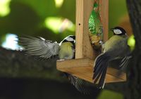Mésange charbonnière. Jardin, Chamalières. Cliquer pour agrandir l'image.