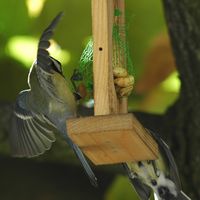 Mésange charbonnière. Jardin, Chamalières. Cliquer pour agrandir l'image.