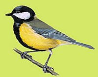 Mésange charbonnière. Dessin. Cliquer pour agrandir l'image.