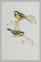 Mésange charbonnière. Gravure Gould. Cliquer pour agrandir l'image.