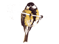 Mésange charbonnière. Dessin. Cliquer pour agrandir l'image.