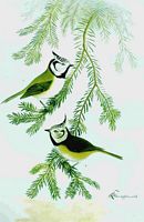 Mésange huppée. Dessin de Naumann. Cliquer pour agrandir l'image.