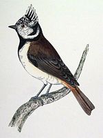 Mésange huppée. Dessin. Cliquer pour agrandir l'image.