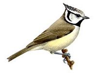 Mésange huppée. Dessin. Cliquer pour agrandir l'image.