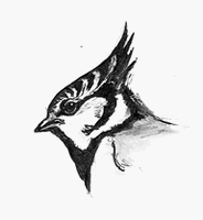 Mésange huppée. Dessin tête. Cliquer pour agrandir l'image.