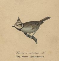 Mésange huppée. Dessin. Cliquer pour agrandir l'image.