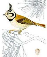 Mésange huppée. Dessin. Cliquer pour agrandir l'image.