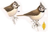 Mésange huppée. Dessin. Cliquer pour agrandir l'image.