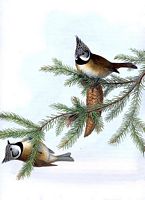 Mésange huppée. Dessin. Cliquer pour agrandir l'image.