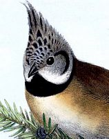 Mésange huppée. Dessin tête. Cliquer pour agrandir l'image.