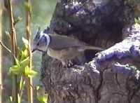 Mésange huppée. Cliquer pour agrandir l'image.