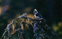 Mésange huppée. Cliquer pour agrandir l'image.