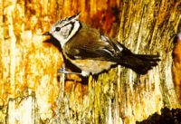 Mésange huppée. Cliquer pour agrandir l'image.