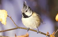 Mésange huppée. Cliquer pour agrandir l'image.