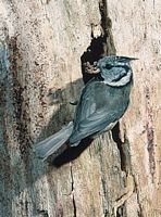 Mésange huppée. Cliquer pour agrandir l'image.