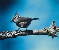Mésange huppée. Cliquer pour agrandir l'image.