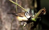 Mésange huppée. Cliquer pour agrandir l'image.