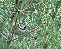 Mésange huppée. Cliquer pour agrandir l'image.