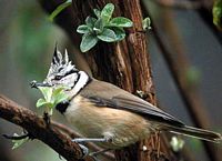 Mésange huppée. Cliquer pour agrandir l'image.