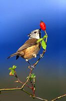 Mésange huppée. Cliquer pour agrandir l'image.