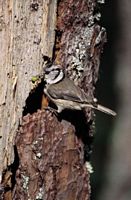 Mésange huppée. Cliquer pour agrandir l'image.