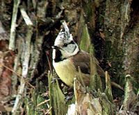 Mésange huppée. Cliquer pour agrandir l'image.