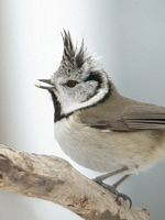 Mésange huppée. Cliquer pour agrandir l'image.