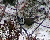 Mésange huppée. Cliquer pour agrandir l'image.