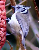 Mésange huppée. Cliquer pour agrandir l'image.